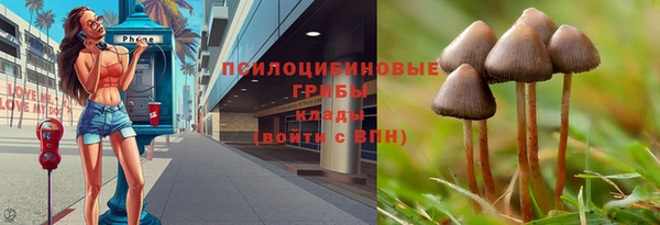 сатива Арсеньев
