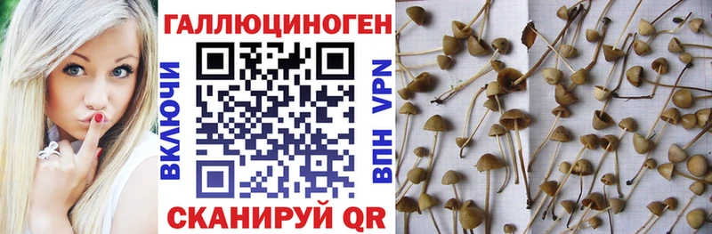 Псилоцибиновые грибы мухоморы  купить наркоту  Курган 